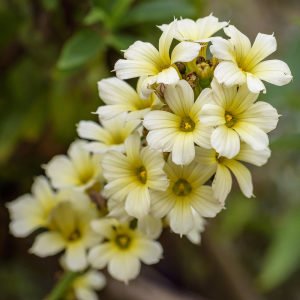 Sarı çiçekli sisyrinchium striatum fidesi saksıda