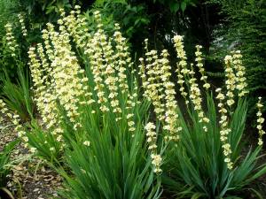 Sarı çiçekli sisyrinchium striatum fidesi saksıda