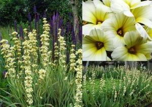 Sarı çiçekli sisyrinchium striatum fidesi saksıda
