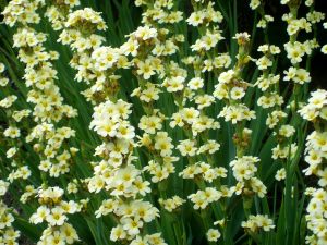 Sarı çiçekli sisyrinchium striatum fidesi saksıda