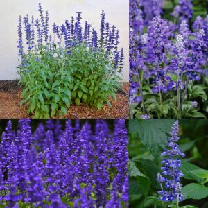 Mavi adaçayı tohumu salvia farinacea blue sage