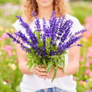 Mavi adaçayı tohumu salvia farinacea blue sage