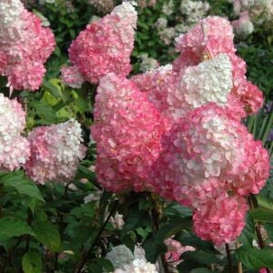 Pink Lady ağaç ortanca fidanı hydrangea paniculata