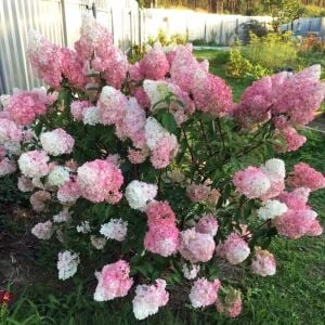 Pink Lady ağaç ortanca fidanı hydrangea paniculata