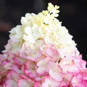 Pink Lady ağaç ortanca fidanı hydrangea paniculata
