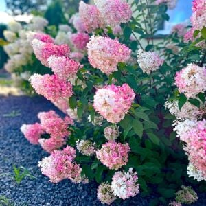 Pink Lady ağaç ortanca fidanı hydrangea paniculata