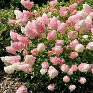 Pink Lady ağaç ortanca fidanı hydrangea paniculata