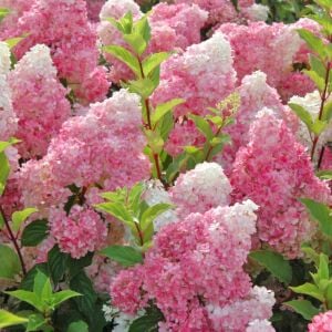 Pink Lady ağaç ortanca fidanı hydrangea paniculata