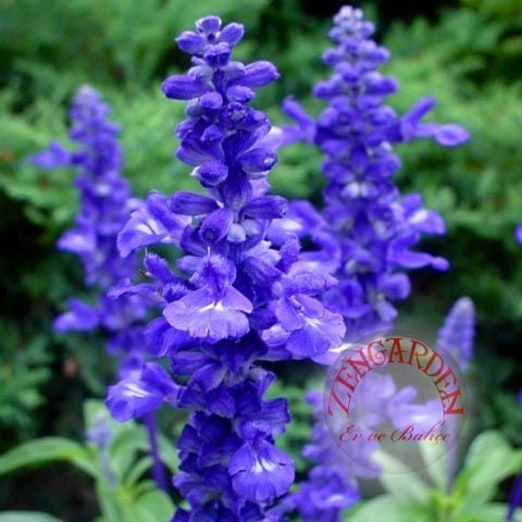 Mavi adaçayı tohumu salvia farinacea blue sage