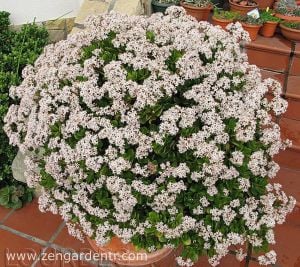 Para ağacı crassula ovata money plant jade tree
