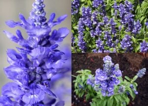 Mavi adaçayı tohumu salvia farinacea blue sage