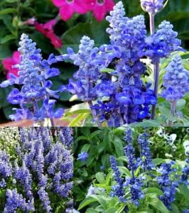 Mavi adaçayı tohumu salvia farinacea blue sage