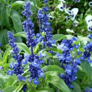 Mavi adaçayı tohumu salvia farinacea blue sage