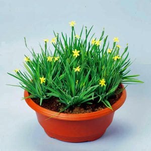 Sarı çim iris sisyrinchium californicum yellow stone