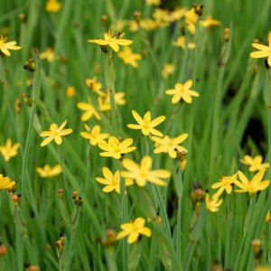 Sarı çim iris sisyrinchium californicum yellow stone