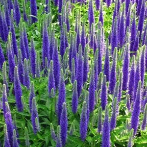 Royal candles veronica spicata fidesi yavşan otu çiçeği