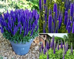Royal candles veronica spicata fidesi yavşan otu çiçeği