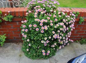 Sarkan papatya erigeron fidesi pembe çiçekli glaucus 1 fide