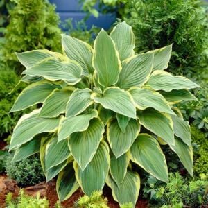 Hosta Yellow River süpürge çiçeği saksıda yetişmiş bitki