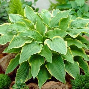 Hosta Yellow River süpürge çiçeği saksıda yetişmiş bitki