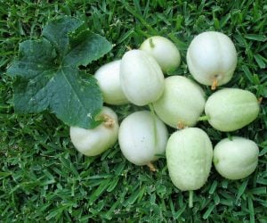 Crystal Apple salatalık tohumu Atalık tohum