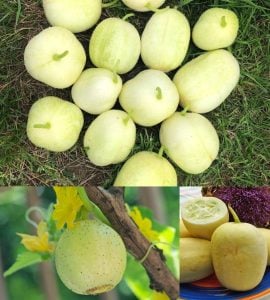 Crystal Apple salatalık tohumu Atalık tohum