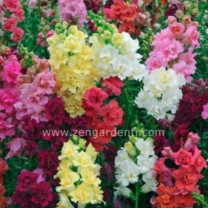 Açelya çiçekli aslanağzı fidesi karışımı snapdragon madame butterfly mix
