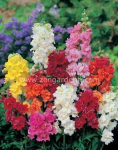 Açelya çiçekli aslanağzı fidesi karışımı snapdragon madame butterfly mix