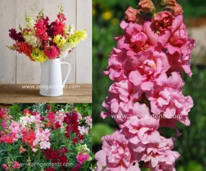 Açelya çiçekli aslanağzı fidesi karışımı snapdragon madame butterfly mix