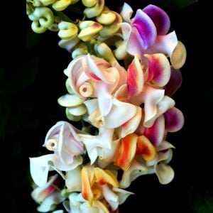 Kokulu selluka tohumu vigna caracalla sarmaşık