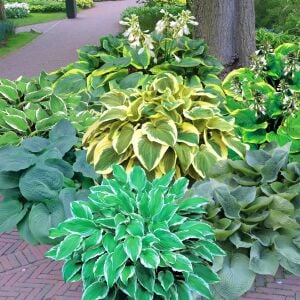 Hosta Yellow River süpürge çiçeği saksıda yetişmiş bitki