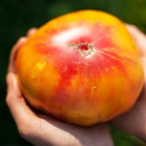 Atalık Alman domatesi tohumu sırık tip 650-850 gram