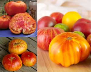 Atalık Alman domatesi tohumu sırık tip 650-850 gram