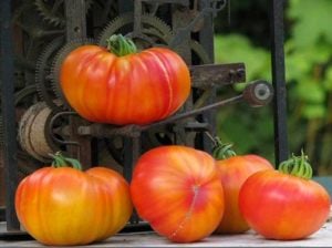 Atalık Alman domatesi tohumu sırık tip 650-850 gram