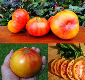 Atalık Alman domatesi tohumu sırık tip 650-850 gram