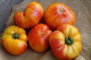 Atalık Alman domatesi tohumu sırık tip 650-850 gram