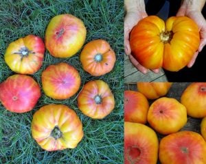 Atalık Alman domatesi tohumu sırık tip 650-850 gram