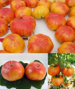 Atalık Alman domatesi tohumu sırık tip 650-850 gram