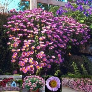 Sarkan papatya erigeron fidesi pembe çiçekli glaucus 3 fide