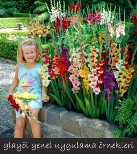 Lambada frizzle glayöl çiçek soğanı ithal iri çiçekli