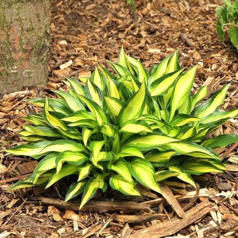 Hosta Lakeside Little Tuft süpürge çiçeği saksıda yetişmiş bitki