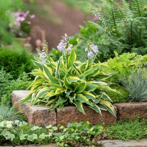 Hosta Lakeside Little Tuft süpürge çiçeği saksıda yetişmiş bitki