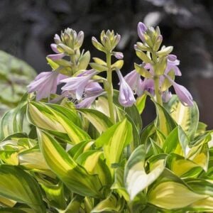 Hosta Lakeside Little Tuft süpürge çiçeği saksıda yetişmiş bitki