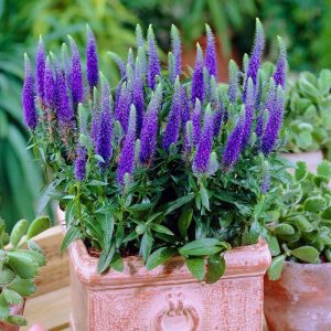 Royal candles veronica spicata fidesi yavşan otu çiçeği 3 fide