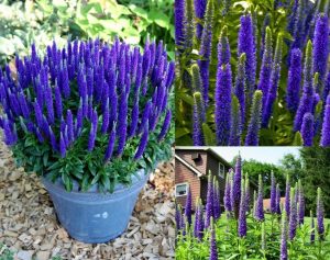 Royal candles veronica spicata fidesi yavşan otu çiçeği 3 fide