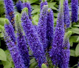 Royal candles veronica spicata fidesi yavşan otu çiçeği 3 fide