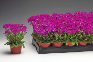 Kokulu pembe arabis red sensation 1 fide