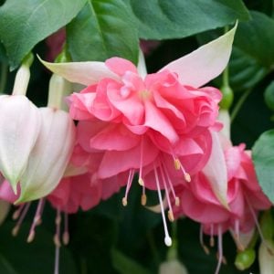 Peachy küpeli çiçeği fidesi XXL büyük katlı çiçekli