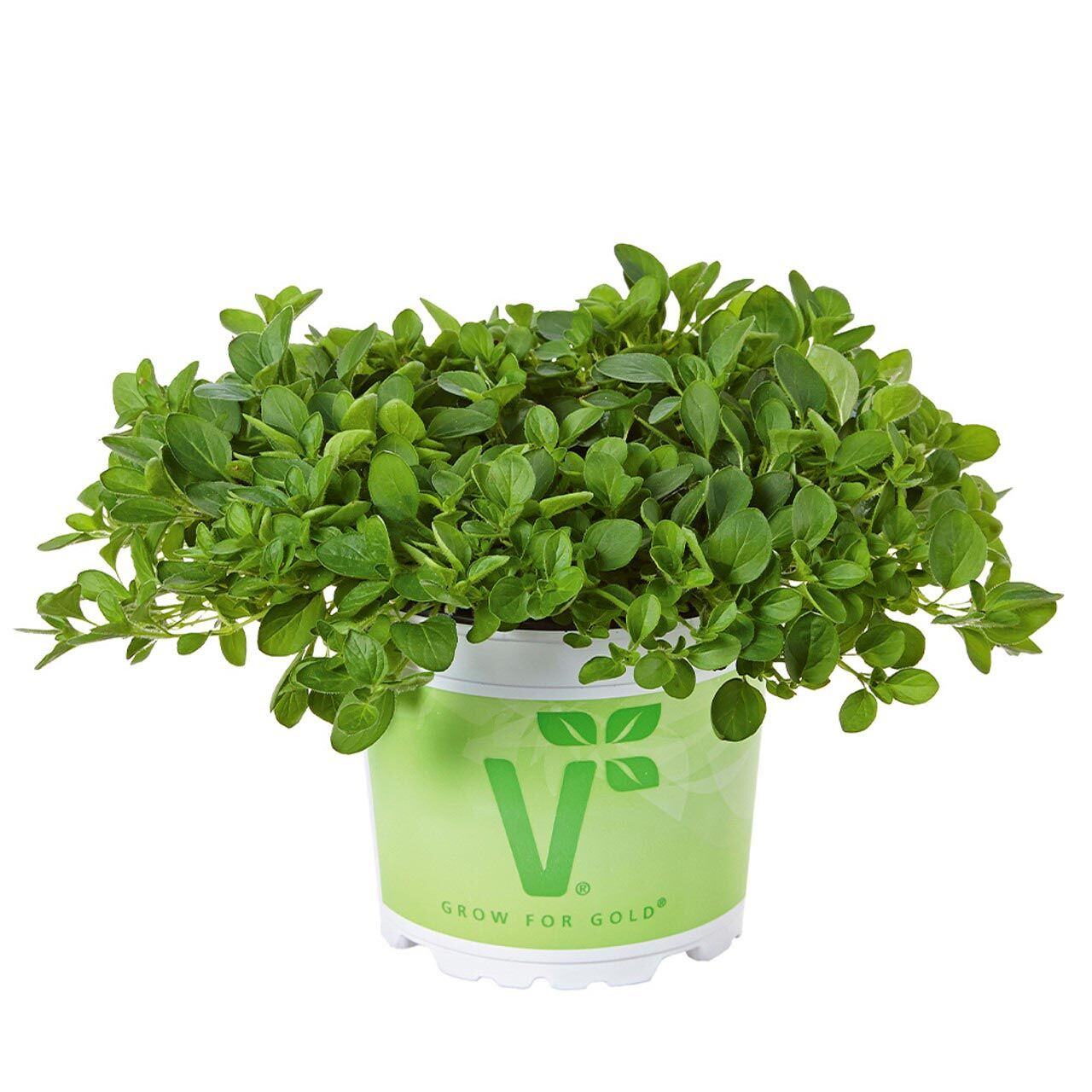 Diabolo geniş yapraklı kekik fidesi kekik otu mercanköşk origanum