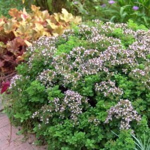 Diabolo geniş yapraklı kekik fidesi kekik otu mercanköşk origanum